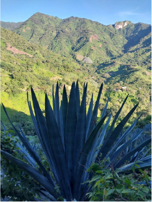 Mezcal Charla Galeria